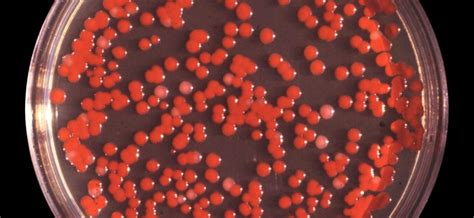 serratia sauce